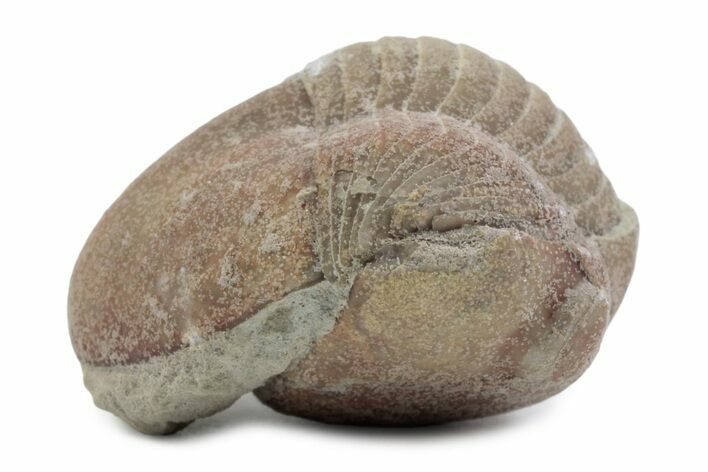 Bargain, Enrolled Illaenus Plautini Trilobite Fossil - Russia #363210
